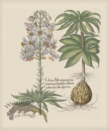 Besler 186 Colored  B2